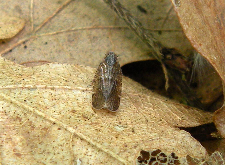 Cicadellidae? No, Cixiidae
